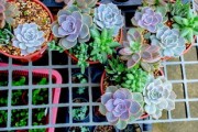 柑橘常見病害圖譜分析（柑橘主要病害及防治方法）