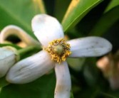 柑橘薊馬種植技術(shù)_丁硫克百威對(duì)銹壁虱有抗性嗎