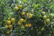 全球頂級(jí)柑橘種植技術(shù)_當(dāng)前中國(guó)的柑橘新品種研發(fā)方向在何方