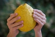 柑橘屬熱性還涼性？中醫(yī)解析其性質(zhì)與食療養(yǎng)生需知