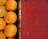 中國十大柑橘排名出爐：云南有幾種瞪子？地域特色品種深度解析