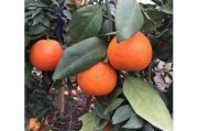柑橘病蟲(chóng)害紅蜘蛛防治_紅蜘蛛用什么農(nóng)藥好