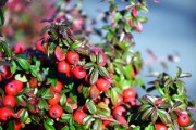 柑橘樹皮腐爛什么?。ǜ涕贅淦じ癄€病響應(yīng)）