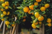 上海柑橘?lài)练N植技術(shù)_四川南充要種植300萬(wàn)畝晚熟柑橘
