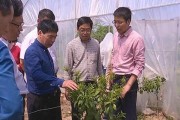 柑橘土壤有病蟲害怎么辦_吡唑醚菌酯在柑橘的最佳使用時間 柑橘土壤有病蟲害怎么辦_吡唑醚菌酯在柑橘的最佳使用時間