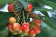 安徽柑橘種植技術(shù)_果樹怎樣能降低種植成本
