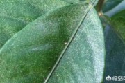 柑橘柑橘種植管理技術(shù)視頻_果樹秋季如何控制病蟲害的發(fā)生和蔓延