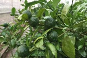 無核沃柑橘種植技術(shù)_四季無籽青檸檬種植技術(shù)完全版