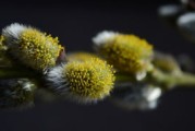 柑橘發(fā)芽時間關(guān)鍵影響因素解析及春季栽培管理要點