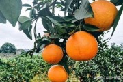 柑橘冬天種植技術(shù)視頻播放_柑桔一年四季都可以用的農(nóng)藥