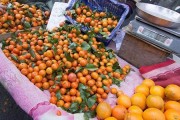 柑橘收購商_果樹下適合養(yǎng)殖什么