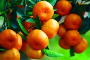 柑橘怎樣在北方種植技術(shù)_12月可以種橘子樹嗎 柑橘怎樣在北方種植技術(shù)_12月可以種橘子樹嗎