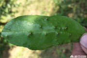 廣西柑橘常見(jiàn)病蟲害_廣西沙糖桔現(xiàn)狀