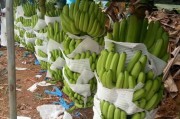 柑橘種植彎枝技術(shù)_沙糖桔長(zhǎng)枝掛果好還是短枝掛果好