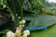 柑橘病蟲害?；ū９夹g(shù)_奇寶920在柑橘保果上效果如何