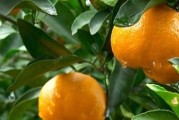 柑橘全年種植管理技術(shù)_柑橘施藥安全期多久