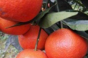 黃美人柑橘病蟲害防治_紅美人柑橘用紅桔砧木生長品質(zhì)分析