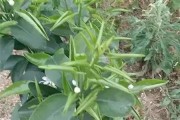 柑橘樹(shù)卷葉怎樣防治病蟲(chóng)害_如何用小蘇打養(yǎng)花