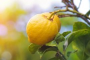 柑橘種植相關(guān)技術(shù)資料_種植柑桔技術(shù)制水是什么意思 柑橘種植相關(guān)技術(shù)資料_種植柑桔技術(shù)制水是什么意思