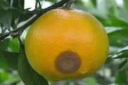 木柑橘6月份有哪些病蟲(chóng)害_柑橘銹病的高發(fā)期在幾月份 木柑橘6月份有哪些病蟲(chóng)害_柑橘銹病的高發(fā)期在幾月份