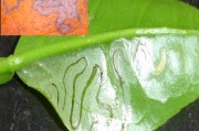 柑橘常見病蟲害圖譜_柑橘樹脂病強(qiáng)勢(shì)來襲