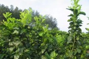 柑橘種植技術分析_胭脂紅番石榴種植技術
