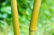 川金5號沃柑種植技術與黃金品質(zhì)解析：科學管理助力高產(chǎn)香甜果實