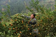 柑橘幼苗冬季病蟲害防治_低溫環(huán)境如何保護(hù)柑橘