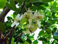 愛莎柑橘種植技術(shù)要點(diǎn)有哪些內(nèi)容（愛莎柑橘適合種植地區(qū)）