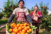 柑橘病蟲(chóng)害防治最好的農(nóng)藥_最適合果園的除草劑是什么