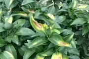 5月份柑橘有哪些病蟲害_柑桔樹主干流白色泡沫是蟲還是病