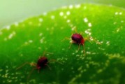 柑橘4-5月主要病蟲害_柑橘疫霉病的癥狀 柑橘4-5月主要病蟲害_柑橘疫霉病的癥狀