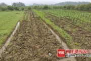 柑橘園種植技術(shù)員_現(xiàn)在國家出政策要求培養(yǎng)高素質(zhì)農(nóng)民 柑橘園種植技術(shù)員_現(xiàn)在國家出政策要求培養(yǎng)高素質(zhì)農(nóng)民