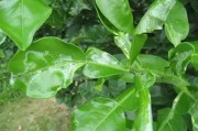 柑橘病蟲害防治培訓(xùn)會(huì)_莊園小課堂柑橘黑點(diǎn)病