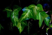 柑橘當年生枝條來年能結果嗎？解析新梢結果能力與栽培管理要點