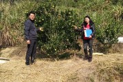 柑橘種植技術(shù)與施肥_柑橘樹能長多高