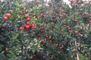 柑橘種植技術(shù)帶圖_丑美人柑桔種植技術(shù)