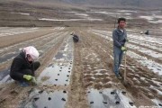 柑橘下種植當(dāng)歸技術(shù)要點_這種膚質(zhì)要怎么護膚