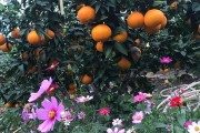 象山紅美人柑橘 種植技術(shù)_無核蜜桔植時(shí)間