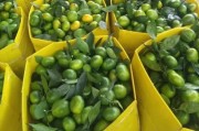 六月柑橘種植技術_柑橘一年需要施幾次肥