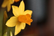 柑橘苗春季施肥技術(shù)管理視頻(柑橘種植施肥技術(shù)技巧) 柑橘苗春季施肥技術(shù)管理視頻(柑橘種植施肥技術(shù)技巧)