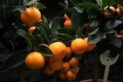 果樹柑橘種植技術(shù)_柑橘嫁接如何科學(xué)選擇砧木