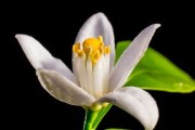 中國臍橙之鄉(xiāng)在哪個城市?。ㄖ袊毘犬a(chǎn)地產(chǎn)量排名）