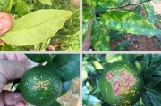 種植柑橘新技術(shù)是什么_愛媛68號(hào)黃美人種植技術(shù) 種植柑橘新技術(shù)是什么_愛媛68號(hào)黃美人種植技術(shù)