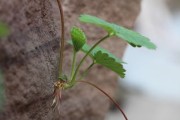 驚爆價(jià)！產(chǎn)地滯銷致5毛一斤柑子今夏低價(jià)熱銷中