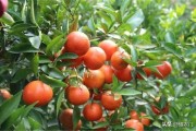 無公害柑橘的種植技術_農民說一瓶牛奶讓黃瓜產量翻倍
