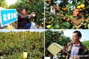 高密度柑橘種植技術(shù)_如何做到在一年內(nèi)開(kāi)花掛果兩次