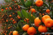 柑橘9月病蟲(chóng)害防治_柑橘苗碎葉病是怎么回事