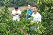 柑橘夏梢種植技術_晚夏梢來年掛果嗎 柑橘夏梢種植技術_晚夏梢來年掛果嗎
