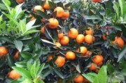 規(guī)模種植柑橘技術(shù)要求高嗎_為什么早熟柑橘果不會凸起